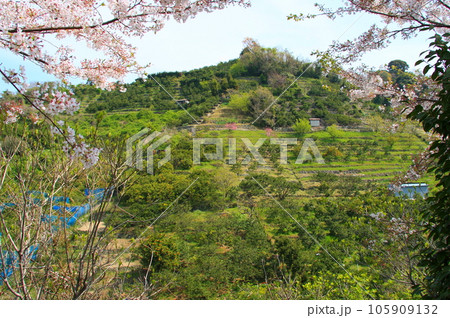 上蒲刈島(広島県)の、山の斜面に広がる段々畑 上蒲刈島(広島県)の、山の斜面に広がる段々畑 105909132