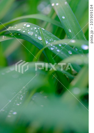 初夏の時期、雨上がりの若葉に水滴がみずみずしい。 初夏の時期、雨上がりの若葉に水滴がみずみずしい。 105909184