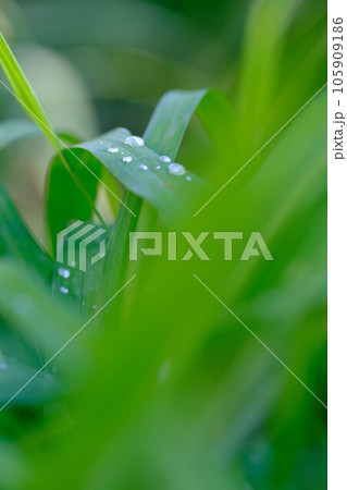 初夏の時期、雨上がりの若葉に水滴がみずみずしい。 初夏の時期、雨上がりの若葉に水滴がみずみずしい。 105909186