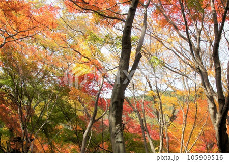 紅葉 紅葉 105909516