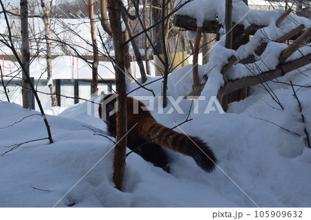 雪の中のレッサーパンダ5 雪の中のレッサーパンダ5 105909632