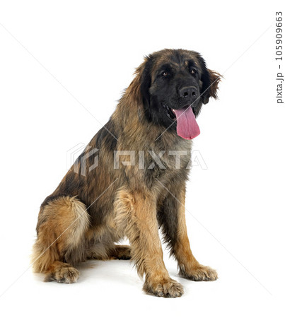 Leonberger in studio Leonberger in studio 105909663