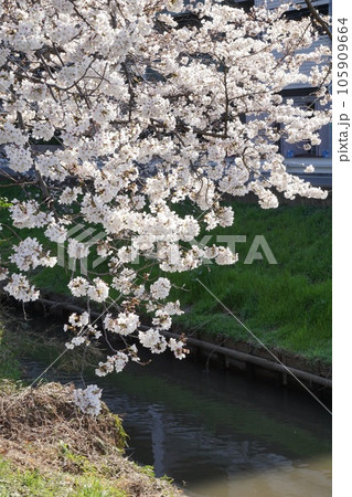 桜 桜 105909664