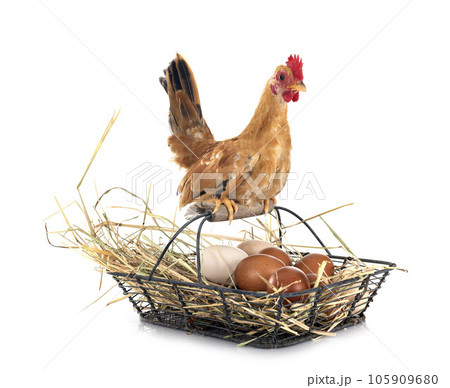 chicken and egg basket chicken and egg basket 105909680