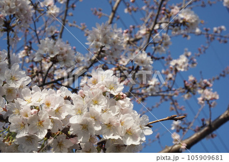 桜 105909681