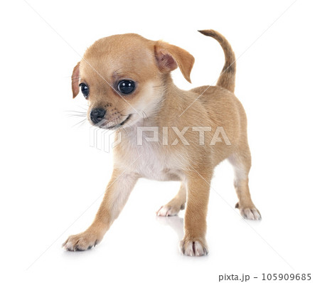 chihuahua in studio chihuahua in studio 105909685