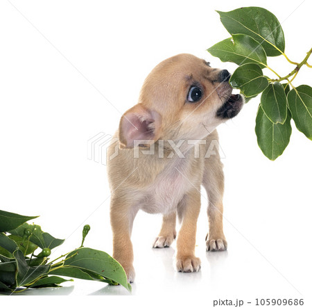 chihuahua in studio chihuahua in studio 105909686