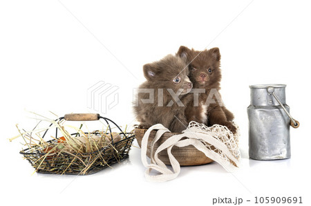puppy pomeranian in studio 105909691
