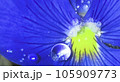 花びらにしたたる雨の雫 105909773