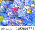 水に浮かぶ紫陽花 105909774
