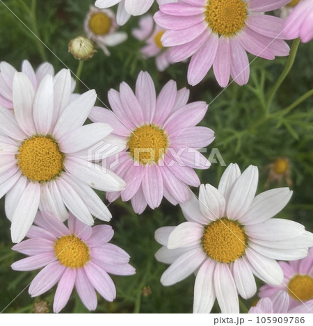 ピンクと白のマーガレット 105909786
