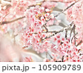 桃色の桜の木 105909789