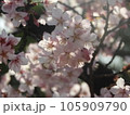 木漏れ日の中の桜 105909790