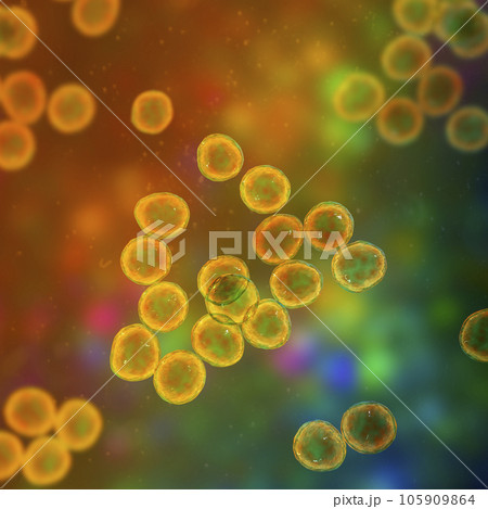 Staphylococcus bacteria, a genus of Gram-positive bacteria known for causing various infections in humans, 3D illustration. 105909864