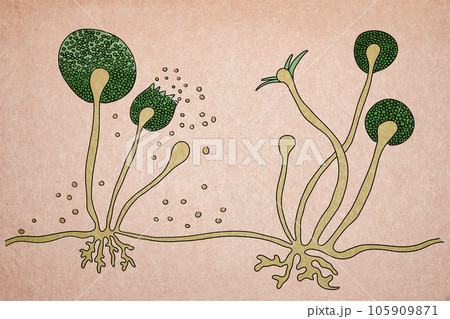 Structure of Rhizopus mold, also known as bread mold, black fungus, illustration. Opportunistic fungi that cause mucormycosis involving skin, nasal sinuses, brain and lungs. Complication of Covid-19 Structure of Rhizopus mold, also known as bread mold, black fungus, illustration. Opportunistic fungi that cause mucormycosis involving skin, nasal sinuses, brain and lungs. Complication of Covid-19 105909871