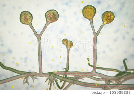 Rhizomucor fungi, 3D illustration. Filamentous fungi found in soil and decaying organic matter, causing mucormycosis, a serious infection affecting sinuses, lungs, and brain. 105909882