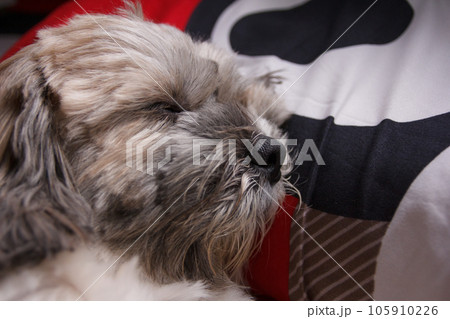 Shih Tzu dog sweet dream on the bed Shih Tzu dog sweet dream on the bed 105910226