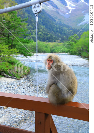 上高地 河童橋に現れたニホンザル 上高地 河童橋に現れたニホンザル 105910413