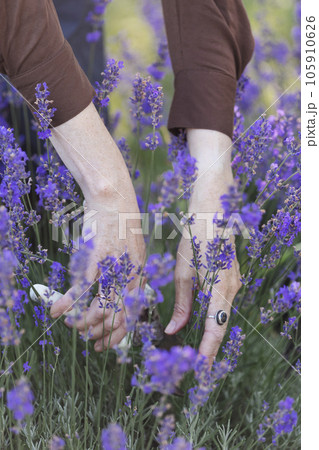 girl pruning lavender bush in the garden 105910626