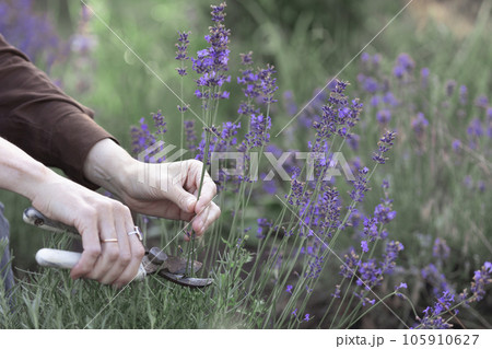 girl pruning lavender bush in the garden girl pruning lavender bush in the garden 105910627