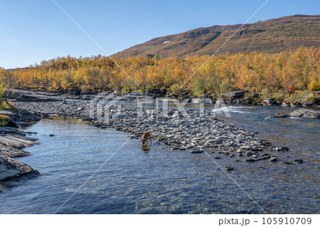 Autum Abisko Canyon River Abiskojakka National Park, Norrbottens, Norrbottens Lapland landscape north of Sweden 105910709