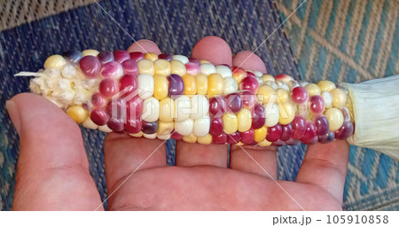 ちょっぴり歯抜けなグラスジェムコーン 105910858