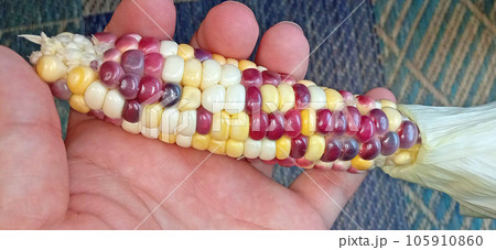 黄色多めのグラスジェムコーン 105910860