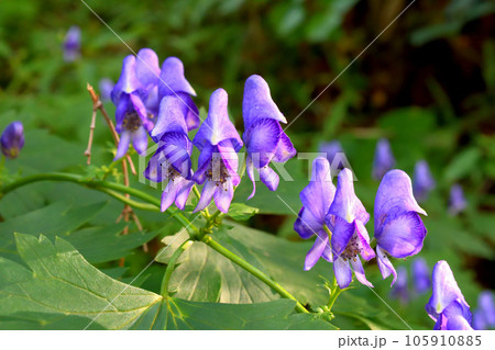有毒で有名なトリカブトの花 有毒で有名なトリカブトの花 105910885