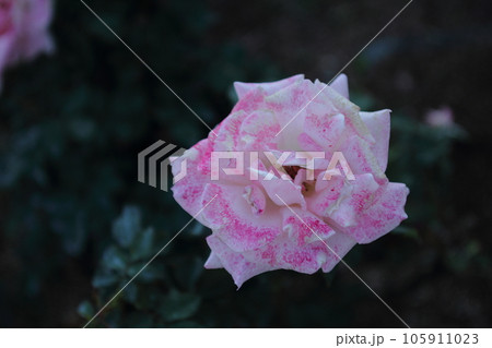 荒尾市 おもやい市民花壇 バラの花、 荒尾市 おもやい市民花壇 バラの花、 105911023