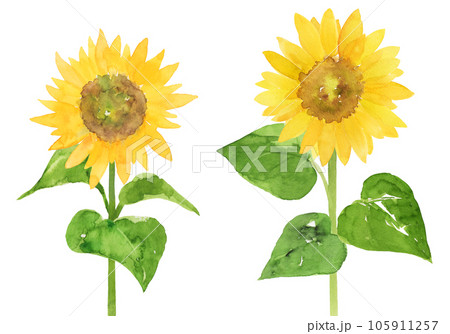 水彩で描いたひまわりの水彩イラスト 水彩で描いたひまわりの水彩イラスト 105911257