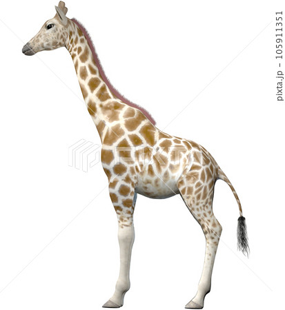 キリン☆Giraffe キリン☆Giraffe 105911351