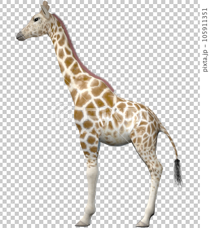 キリン☆Giraffe キリン☆Giraffe 105911351