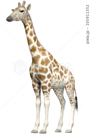 キリン☆Giraffe 105911352