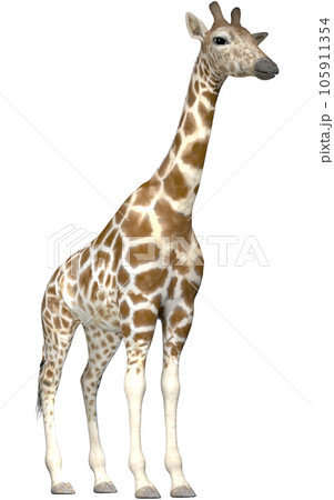 キリン☆Giraffe 105911354