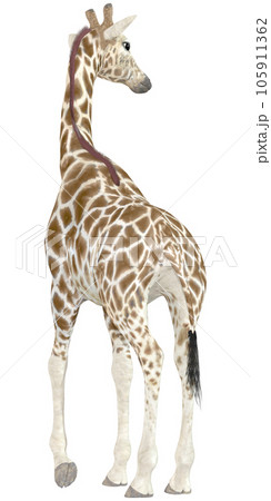キリン☆Giraffe 105911362