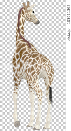 キリン☆Giraffe 105911362