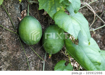 夏8月に実った緑色のキカラスウリの果実 105912098
