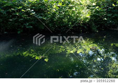 真夏の水辺の光 105912260