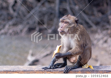 Funny macaque monkey eats a banana sitting on railing. Paws in mud, brown coat. Selective focus, blurred background. Horizontal. Funny macaque monkey eats a banana sitting on railing. Paws in mud, brown coat. Selective focus, blurred background. Horizontal. 105912468