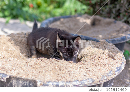 Black and white puppy is digging sand in bucket. Shallow depth of field. Horizontal. Black and white puppy is digging sand in bucket. Shallow depth of field. Horizontal. 105912469