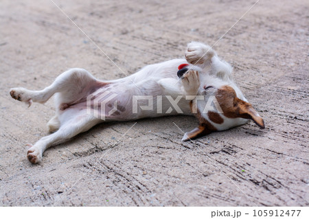Dog Jack Russell lies on concrete on his side. Tip of tongue protrudes from mouth. Shallow depth of field. Horizontal. Dog Jack Russell lies on concrete on his side. Tip of tongue protrudes from mouth. Shallow depth of field. Horizontal. 105912477