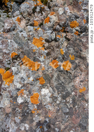 Red moss or lichen on rocks. Vertical image. 105912479