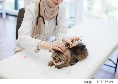 Feline doctor giving injection to cat at pet care facility 105913091