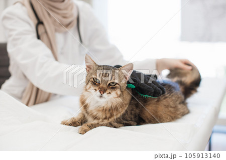 Adult cat being cared with pet grooming glove in vet clinic Adult cat being cared with pet grooming glove in vet clinic 105913140