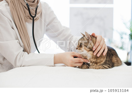 Female veterenary listening to cat's lungs with stethoscope 105913184