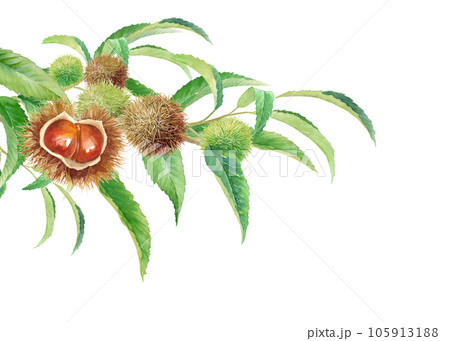 実った栗の木の枝の水彩イラスト。 105913188