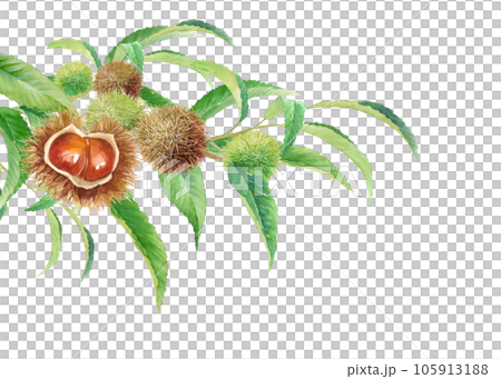 実った栗の木の枝の水彩イラスト。 105913188
