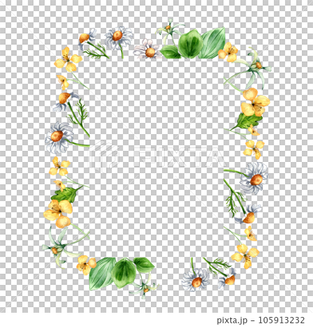 Frame of meadow medicinal flower, herb plants watercolor illustration isolated on white. Daisy, camomile, plantain, celandine, bidens tripartita hand drawn. Design for label, package, postcard 105913232
