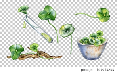Set of centella asiatica, essential oils, snag watercolor illustration isolated on white. Pennywort, herbal plants, wooden branch, mortar hand drawn. Design element for package, background, wrapping 105913233