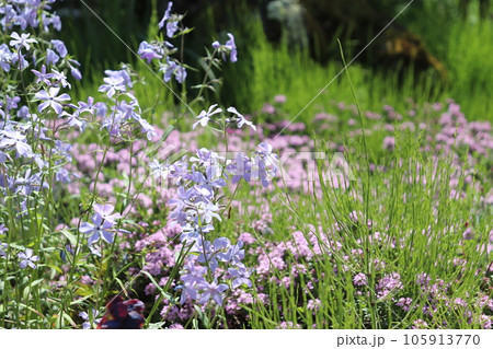 水色花のフロックス ストロニフェラ - Phlox stolonifera(ツルハナシノブ) 水色花のフロックス ストロニフェラ - Phlox stolonifera(ツルハナシノブ) 105913770